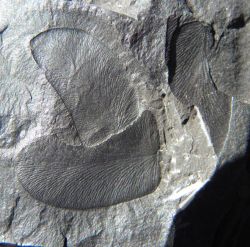 Linopteris neuropteroides